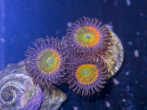 Zoanthids - Sunny D