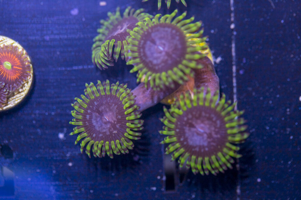 Zoanthids - Purple Monster