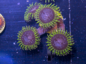 Zoanthids - Purple Monster