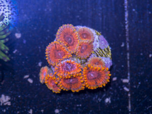 Zoanthids - KO Nightmare