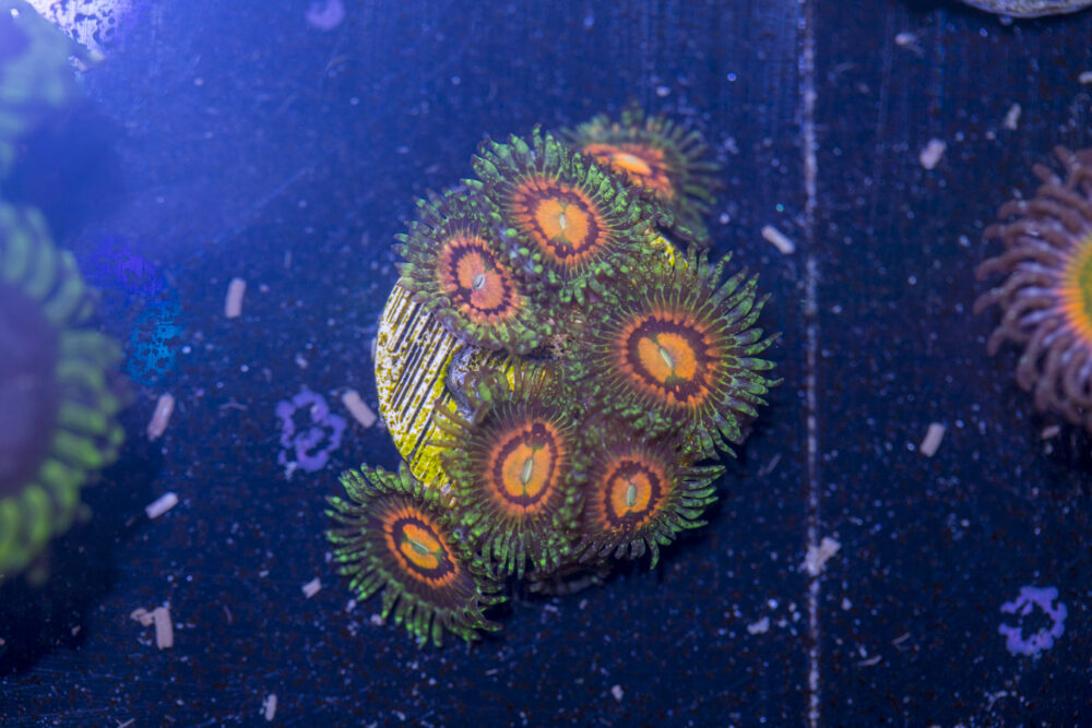 Zoanthids - Rainbow Incinerator