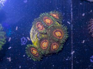 Zoanthids - Rainbow Incinerator