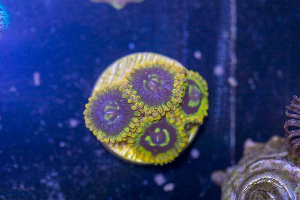 Zoanthids - Rainbow Yoda
