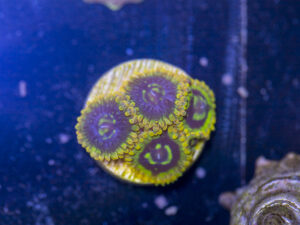 Zoanthids - Rainbow Yoda