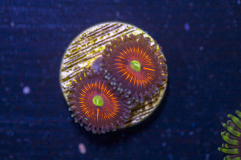 Zoanthids - Everlasting Gobstopper