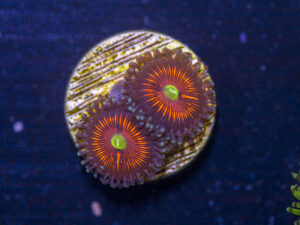 Zoanthids - Everlasting Gobstopper
