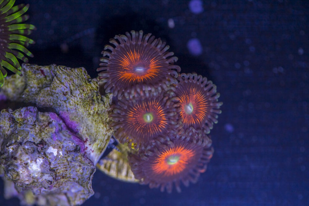 Zoanthids - Everlasting Gobstopper