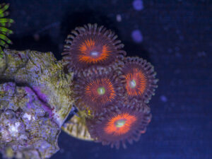 Zoanthids - Everlasting Gobstopper