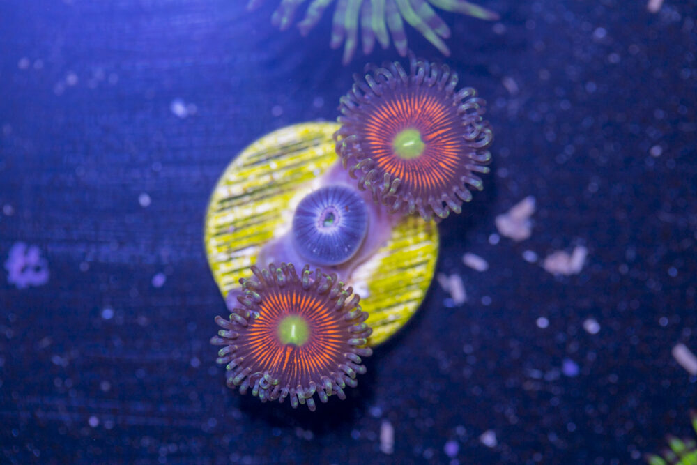 Zoanthids - Everlasting Gobstopper