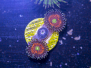 Zoanthids - Everlasting Gobstopper
