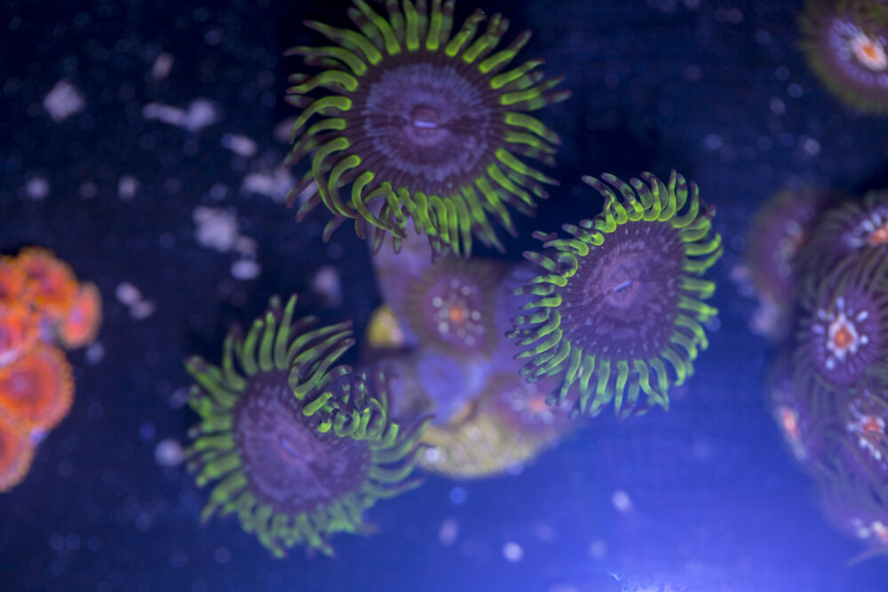 Zoanthids - Purple Monster