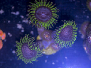 Zoanthids - Purple Monster