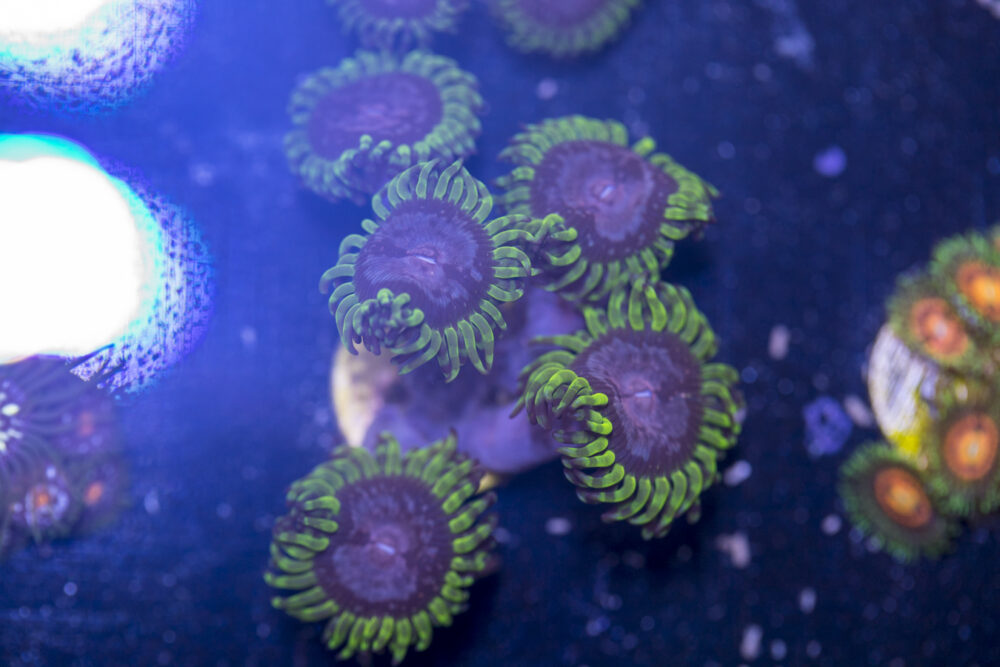 Zoanthids - Purple Monster