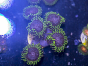 Zoanthids - Purple Monster