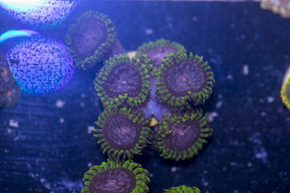 Zoanthids - Purple Monster