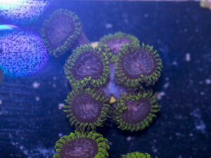 Zoanthids - Purple Monster