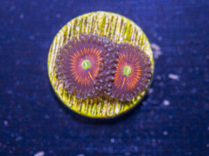 Zoanthids - Everlasting Gobstopper