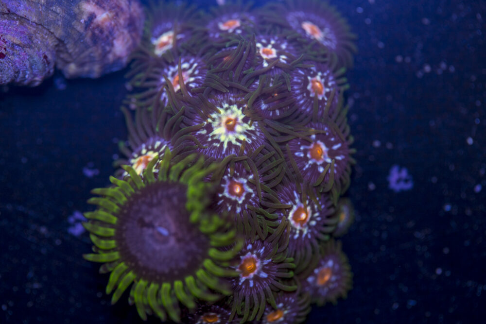 Zoanthids - Pinwheel