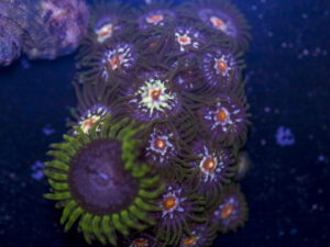 Zoanthids - Pinwheel