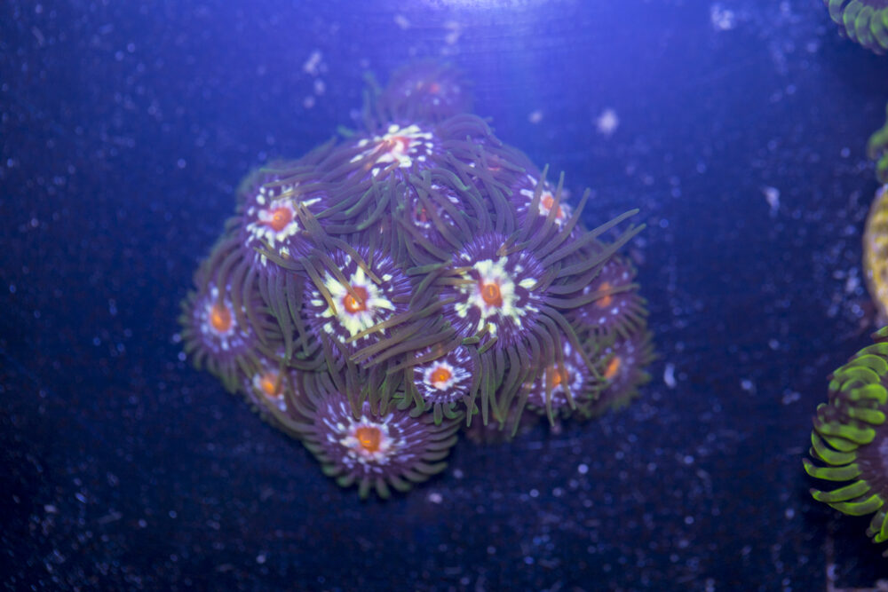 Zoanthids - Pinwheel