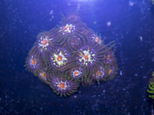 Zoanthids - Pinwheel