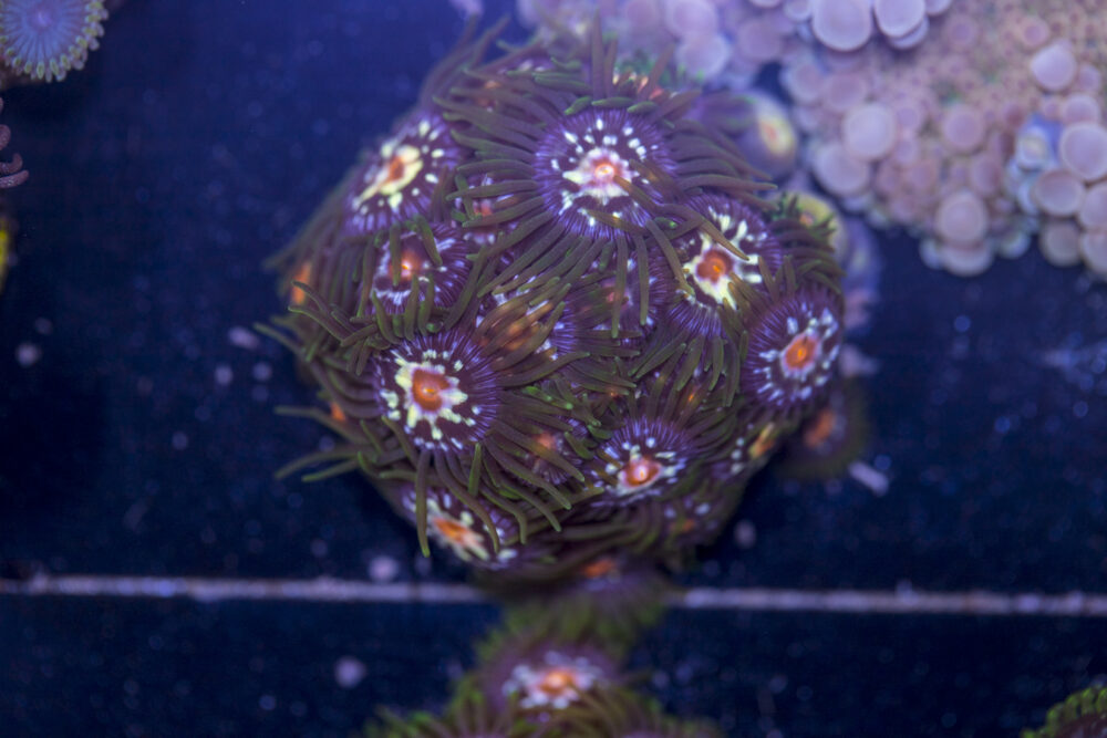 Zoanthids - Pinwheel