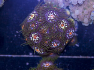Zoanthids - Pinwheel