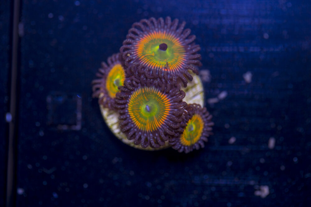Zoanthids - Sunny D
