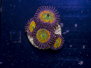 Zoanthids - Sunny D