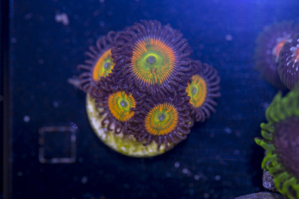 Zoanthids - Sunny D