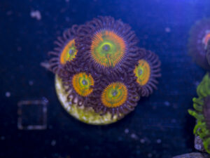 Zoanthids - Sunny D