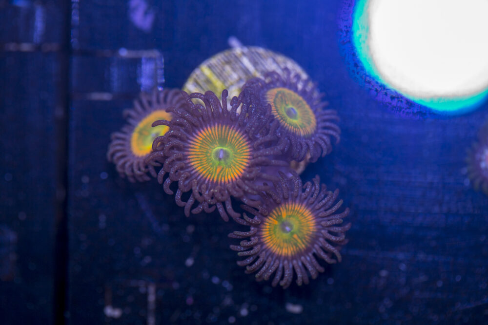 Zoanthids - Sunny D