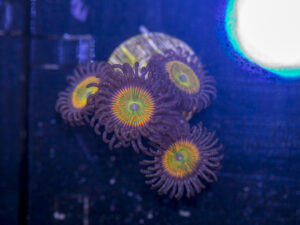 Zoanthids - Sunny D
