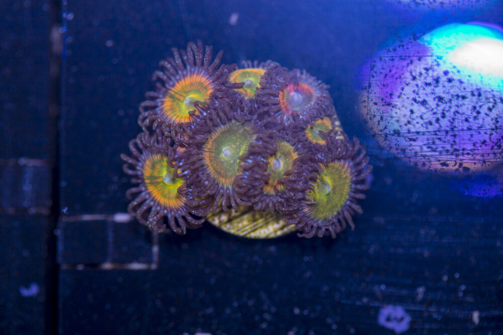 Zoanthids - Sunny D