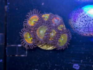 Zoanthids - Sunny D