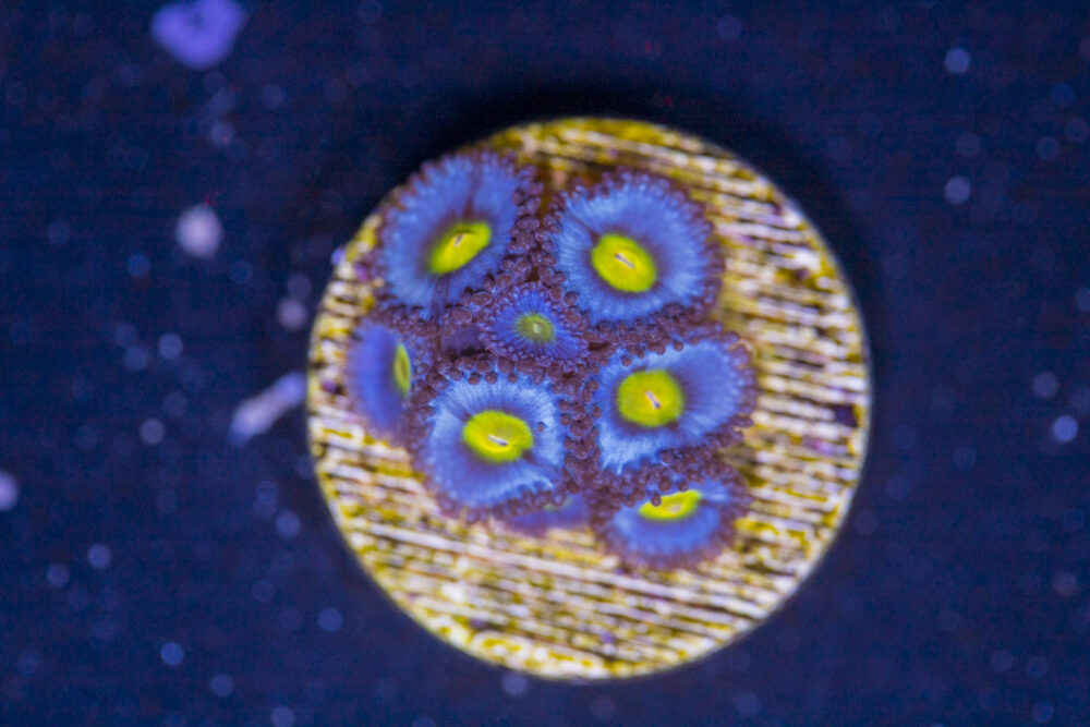 Zoanthids - AOI