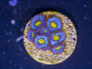 Zoanthids - AOI