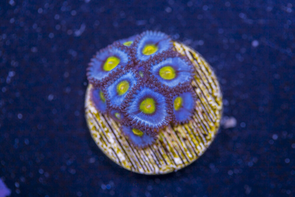 Zoanthids - AOI