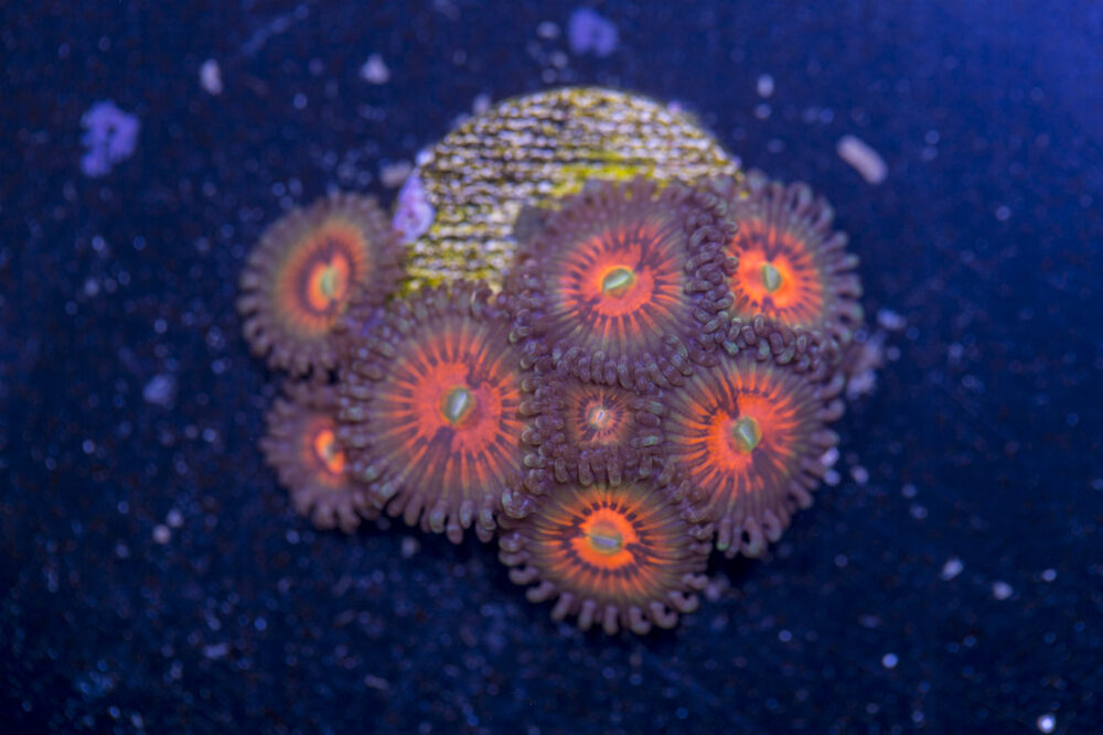 Zoanthids - God of War