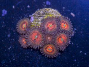 Zoanthids - God of War