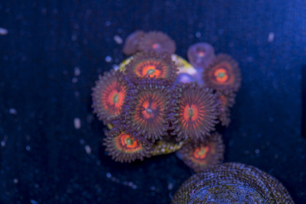 Zoanthids - God of War