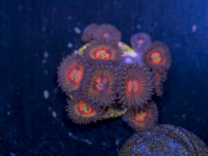 Zoanthids - God of War