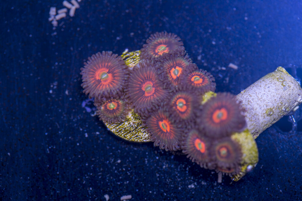 Zoanthids - God of War