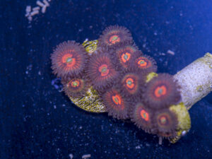 Zoanthids - God of War