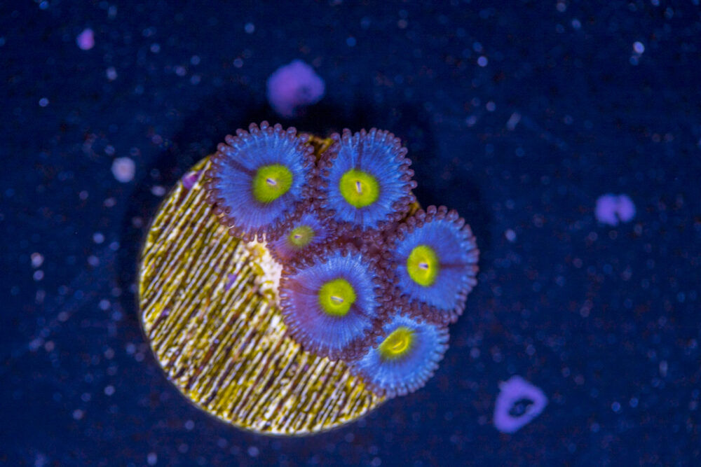 Zoanthids - AOI