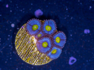 Zoanthids - AOI