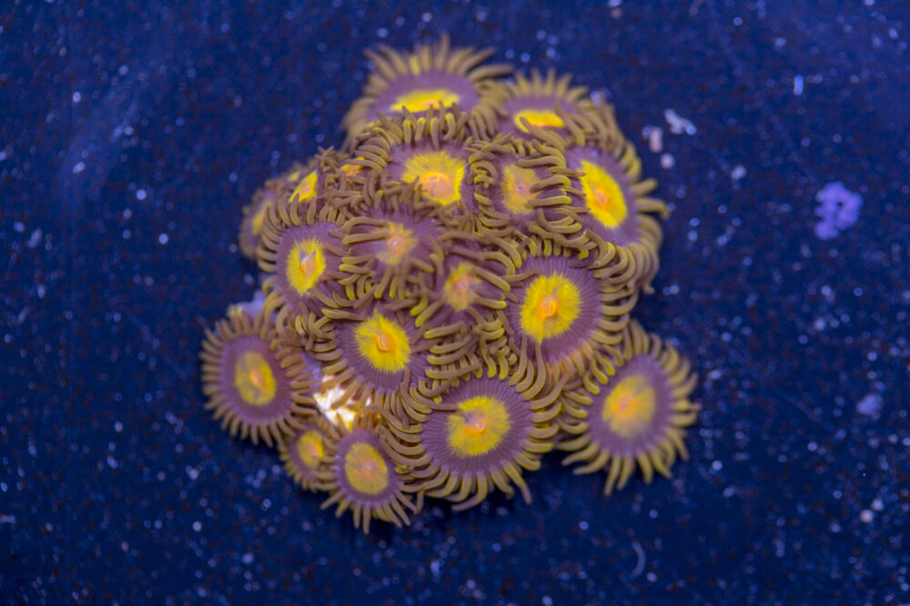 Zoanthids - King Midas