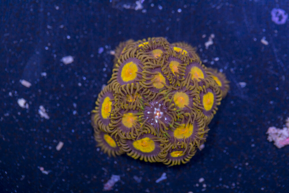 Zoanthids - King Midas