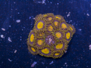 Zoanthids - King Midas