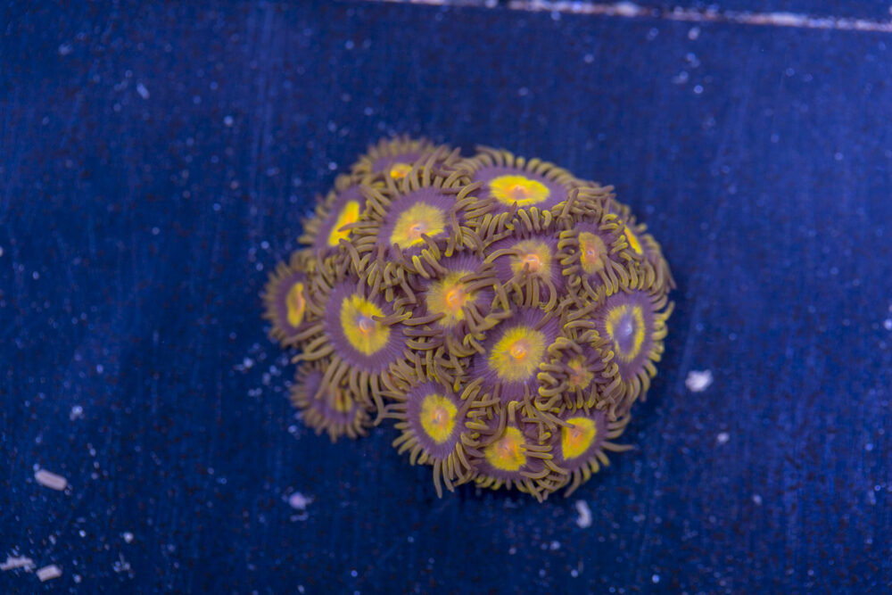 Zoanthids - King Midas